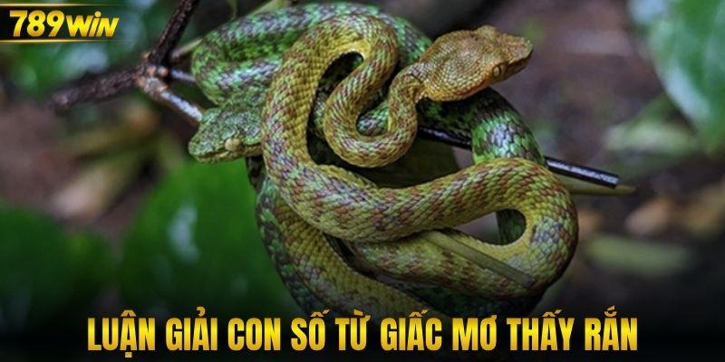 Luận giải con số từ giấc mơ thấy rắn