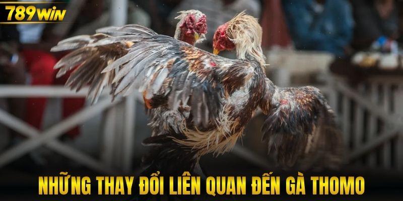 Những thay đổi liên quan đến gà Thomo